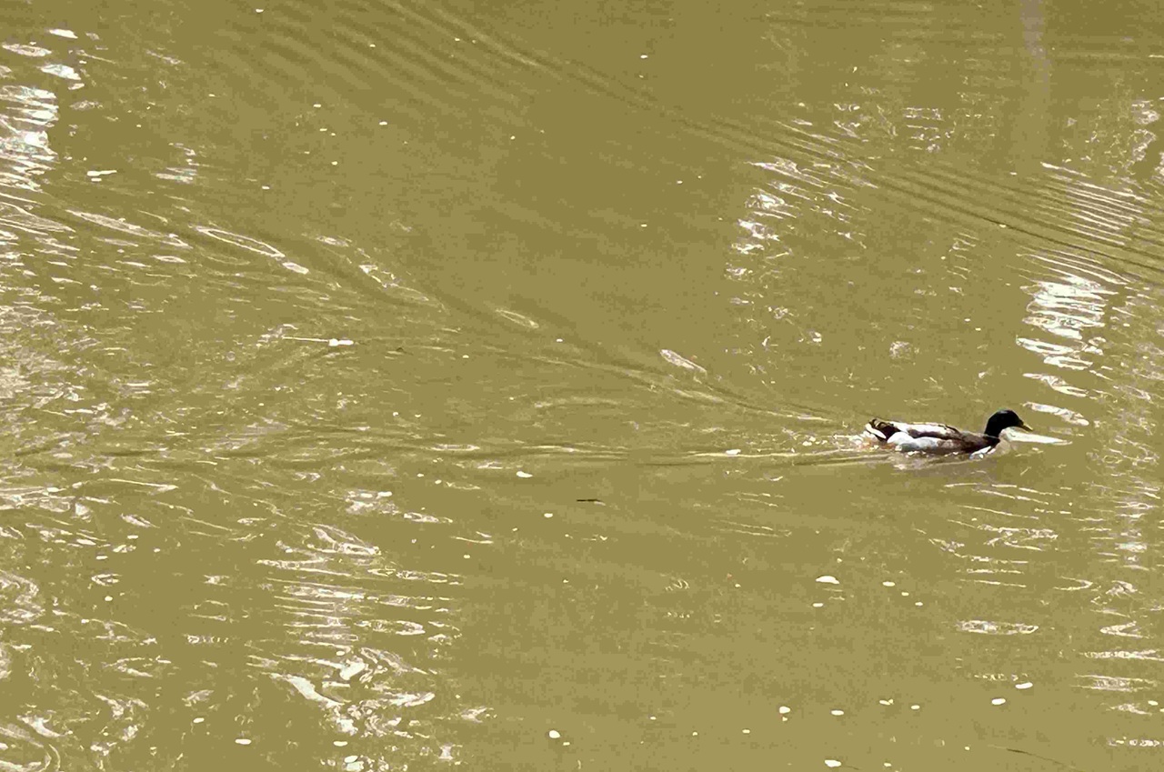 כיום הירקון כאן רגוע ומרוסן: מעיינותיו נשאבים אל מערכת המים הארצית