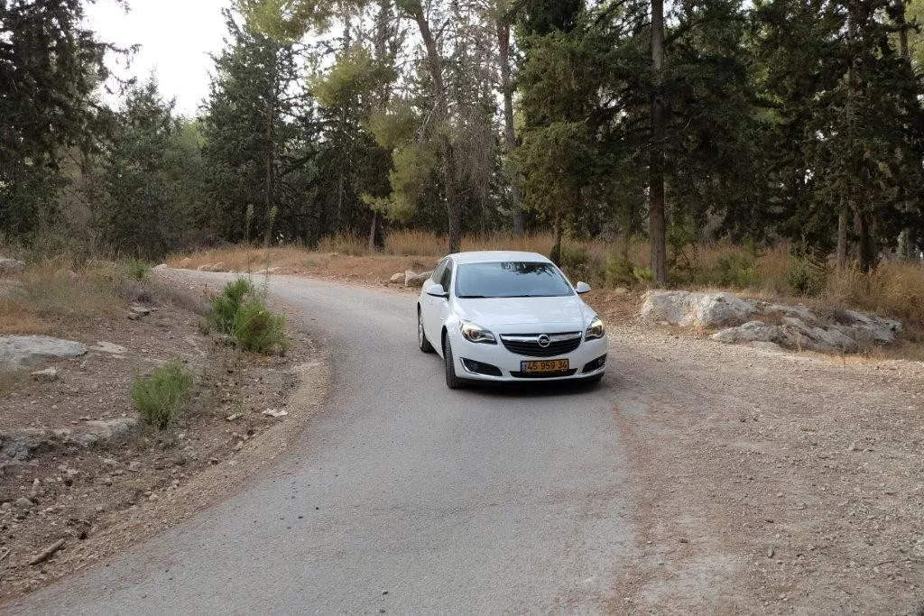 עצי היער ממתינים לגשם שינקה את אבק הקיץ