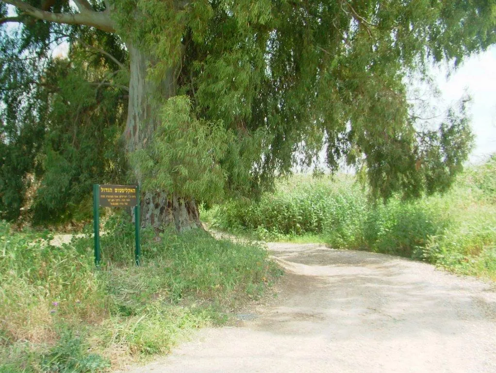 טיול לסופ"ש: אל תל צפית