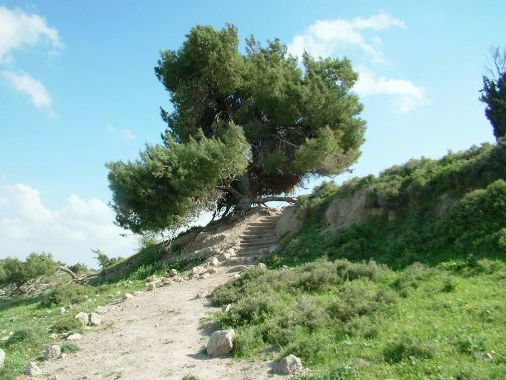 טיול לסופ"ש: אל תל צפית