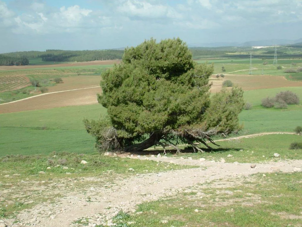 טיול לסופ"ש: אל תל צפית