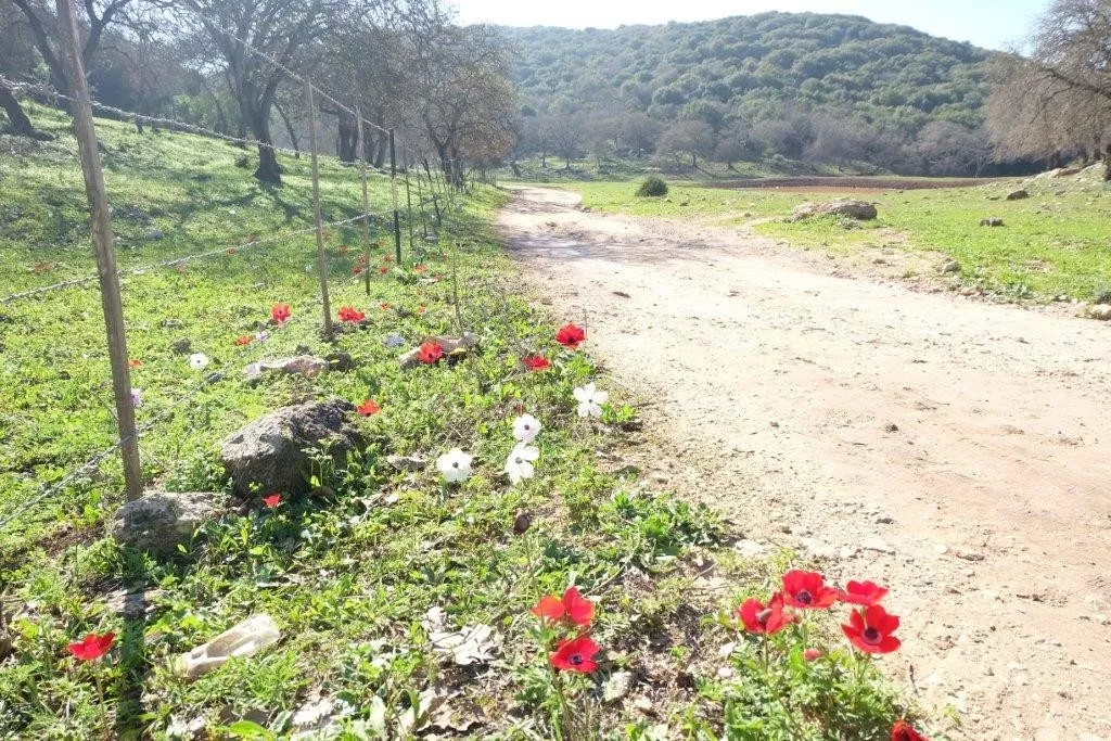 dubi zakai 7