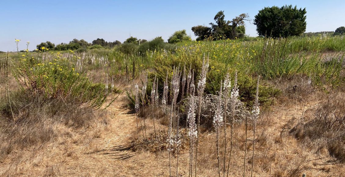 טיול לסופ"ש: אל שמורת חולות כרמיה