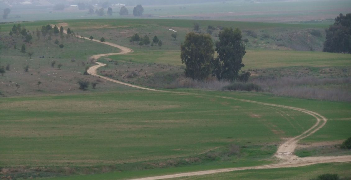 אל העץ הענק של ברור חיל