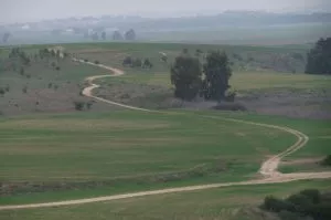 אל העץ הענק של ברור חיל
