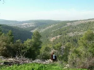 טיול לסופ"ש: אל יער יהדות תימן