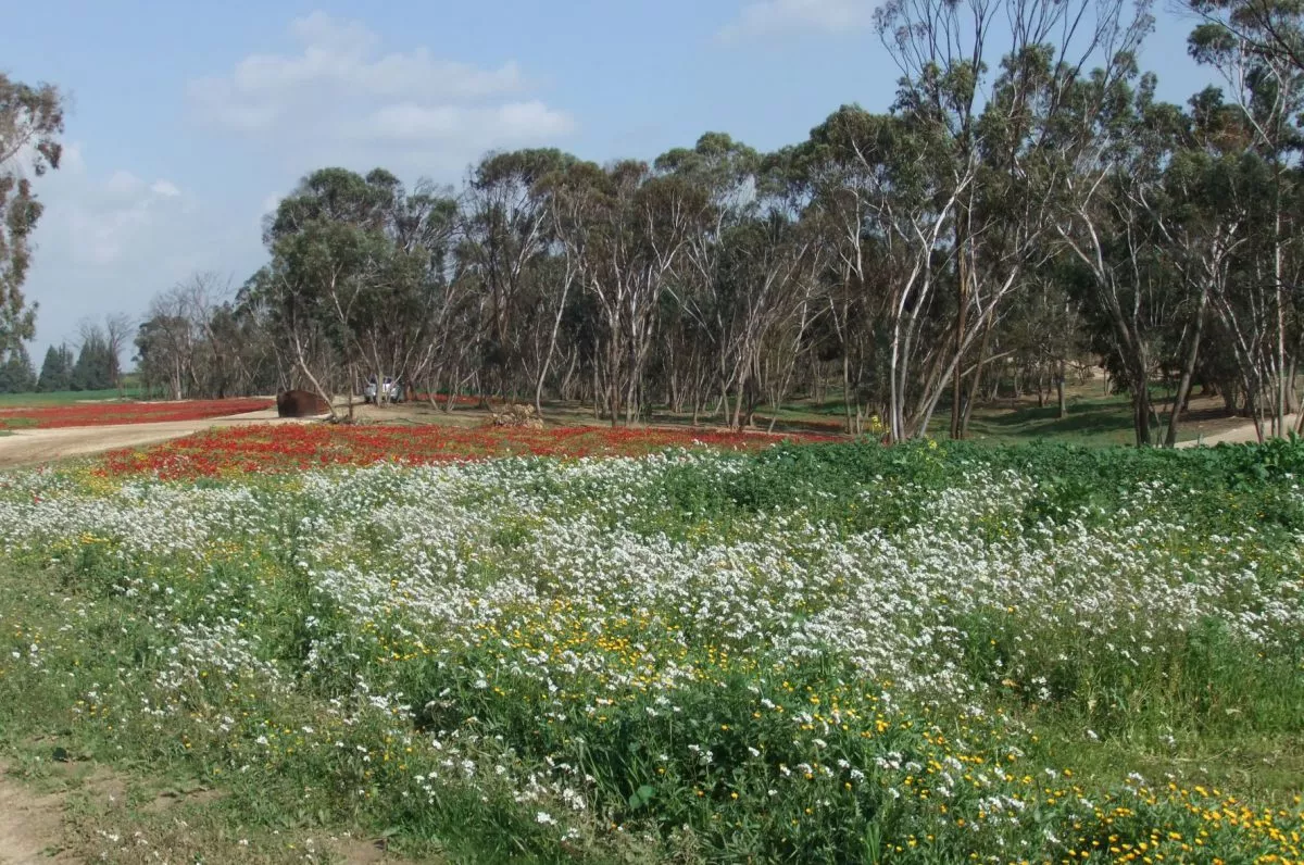 טיול לסופ"ש: 46 אתרים מומלצים לפריחה הקצרצרה בכל רחבי הארץ