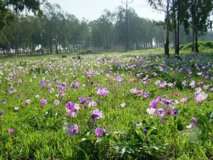 טיול לסופ"ש: 46 אתרים מומלצים לפריחה הקצרצרה בכל רחבי הארץ