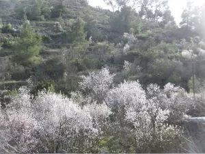 טיול לסופ"ש: 46 אתרים מומלצים לפריחה הקצרצרה בכל רחבי הארץ
