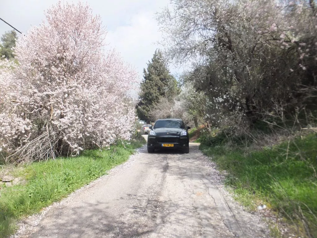 טיול לסופ"ש: 46 אתרים מומלצים לפריחה הקצרצרה בכל רחבי הארץ