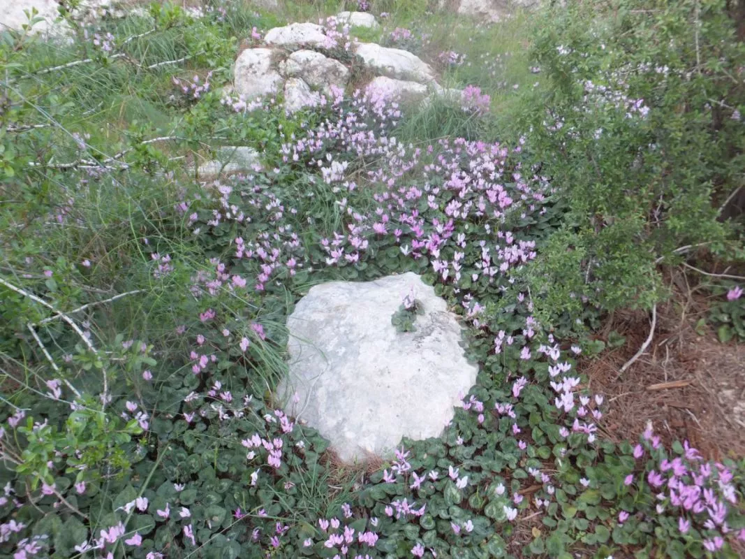 טיול לסופ"ש: 46 אתרים מומלצים לפריחה הקצרצרה בכל רחבי הארץ