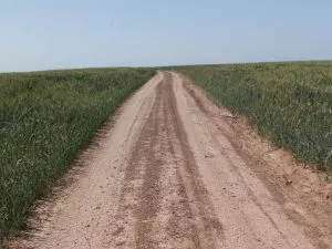 טיול לסופ"ש: 46 אתרים מומלצים לפריחה הקצרצרה בכל רחבי הארץ