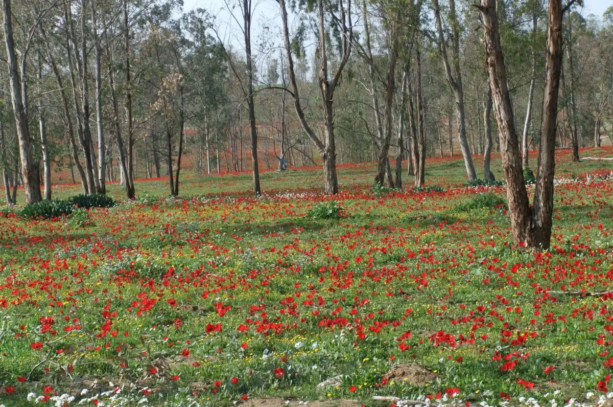 טיול לסופ"ש: 46 אתרים מומלצים לפריחה הקצרצרה בכל רחבי הארץ