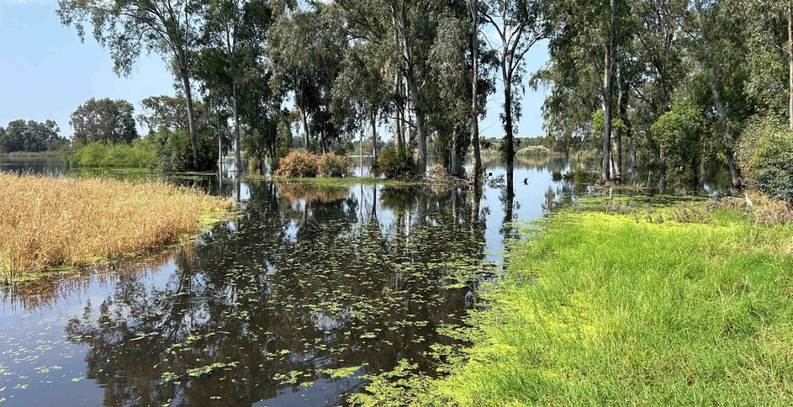טיול לסופ"ש: אל בריכת החורף של יער חדרה