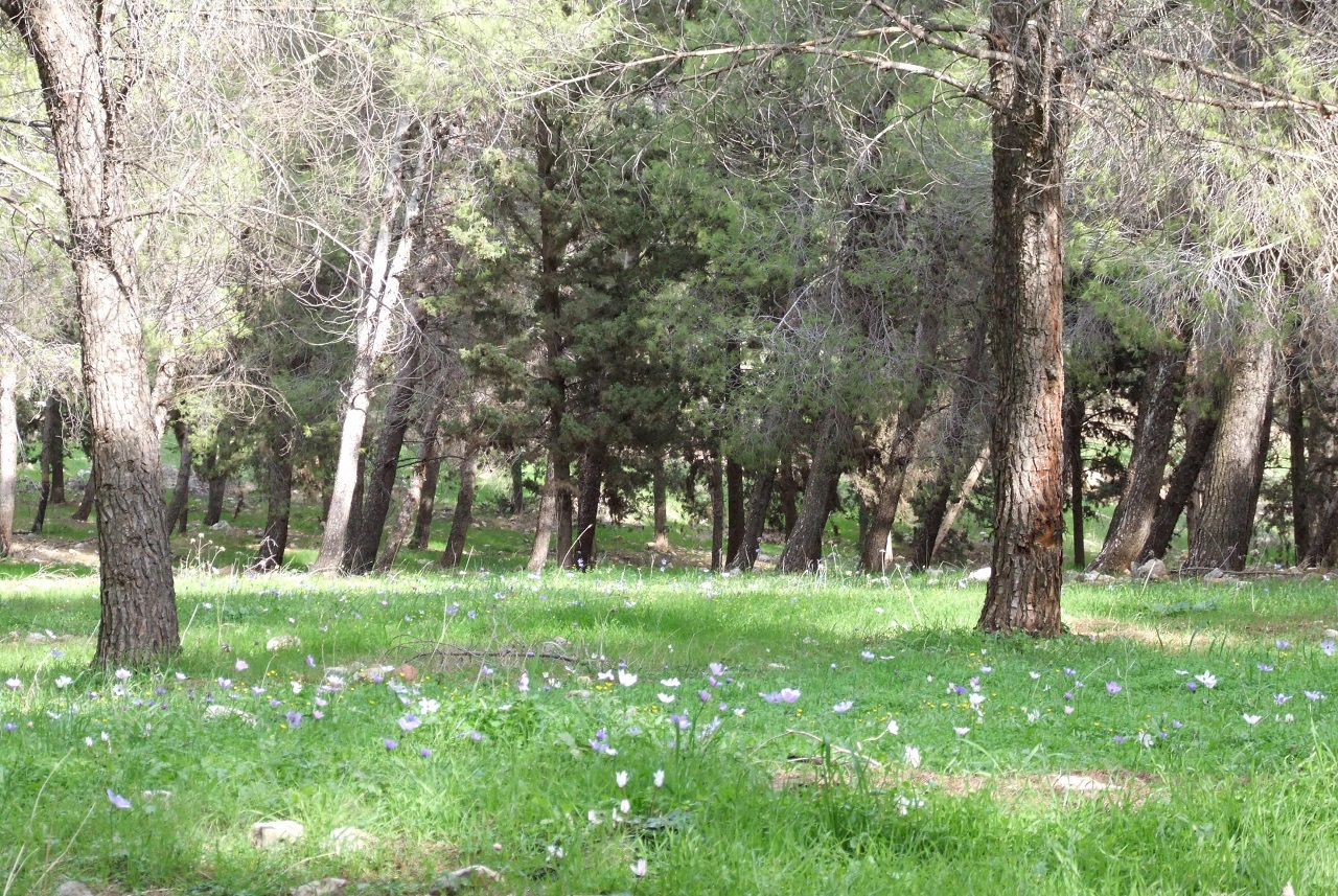 בשביל הזיכרון