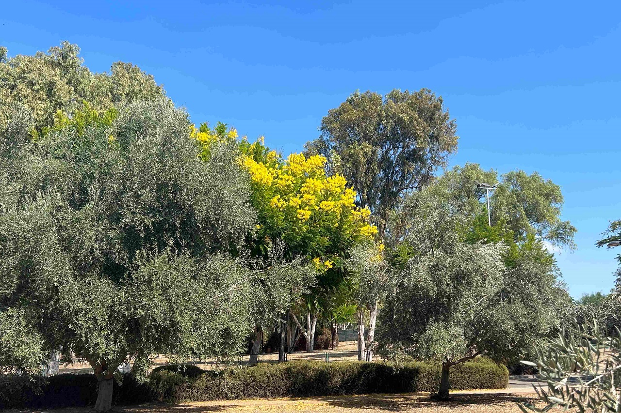 טיול לסופ"ש: אל הגנים הנסתרים של סביון