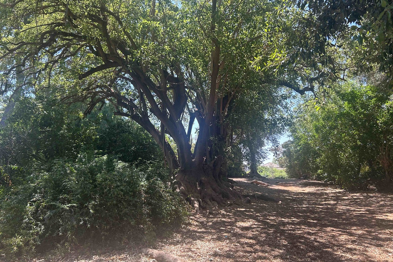 טיול לסופ"ש: אל הסודות הכמוסים של הגן הקסום 