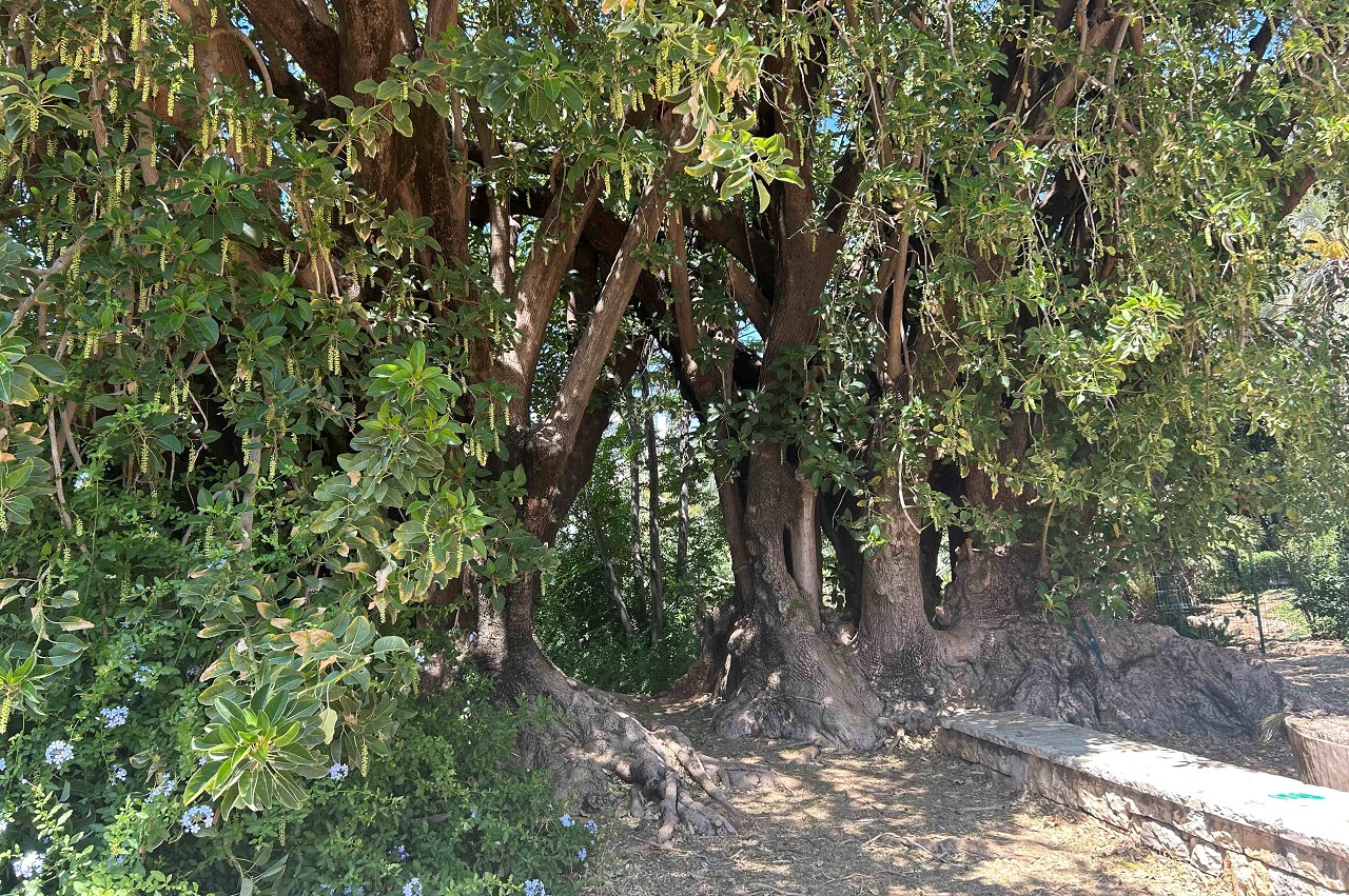טיול לסופ"ש: אל הסודות הכמוסים של הגן הקסום 