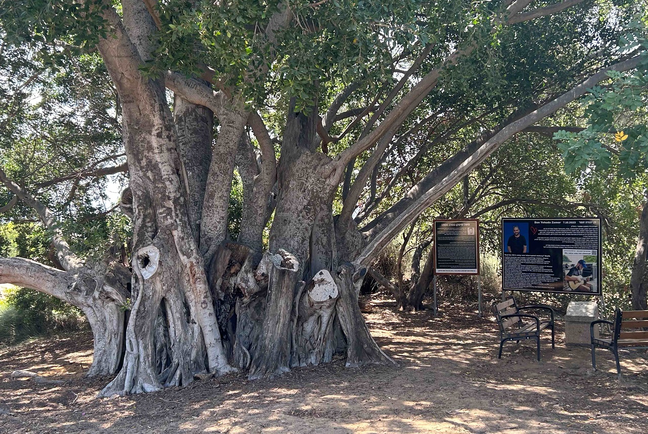 טיול לסופ"ש: אל גבעת התור