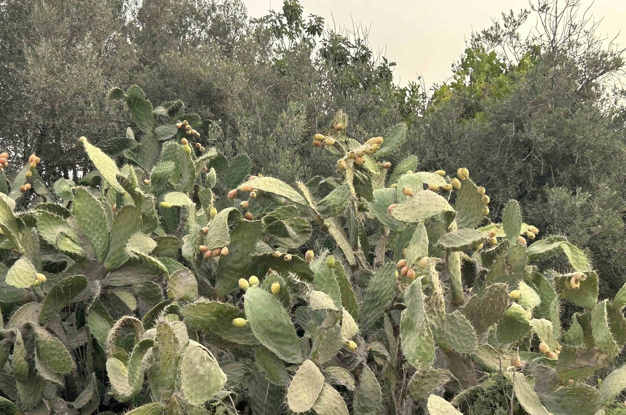טיול לסופש: אל עין מח״ר 