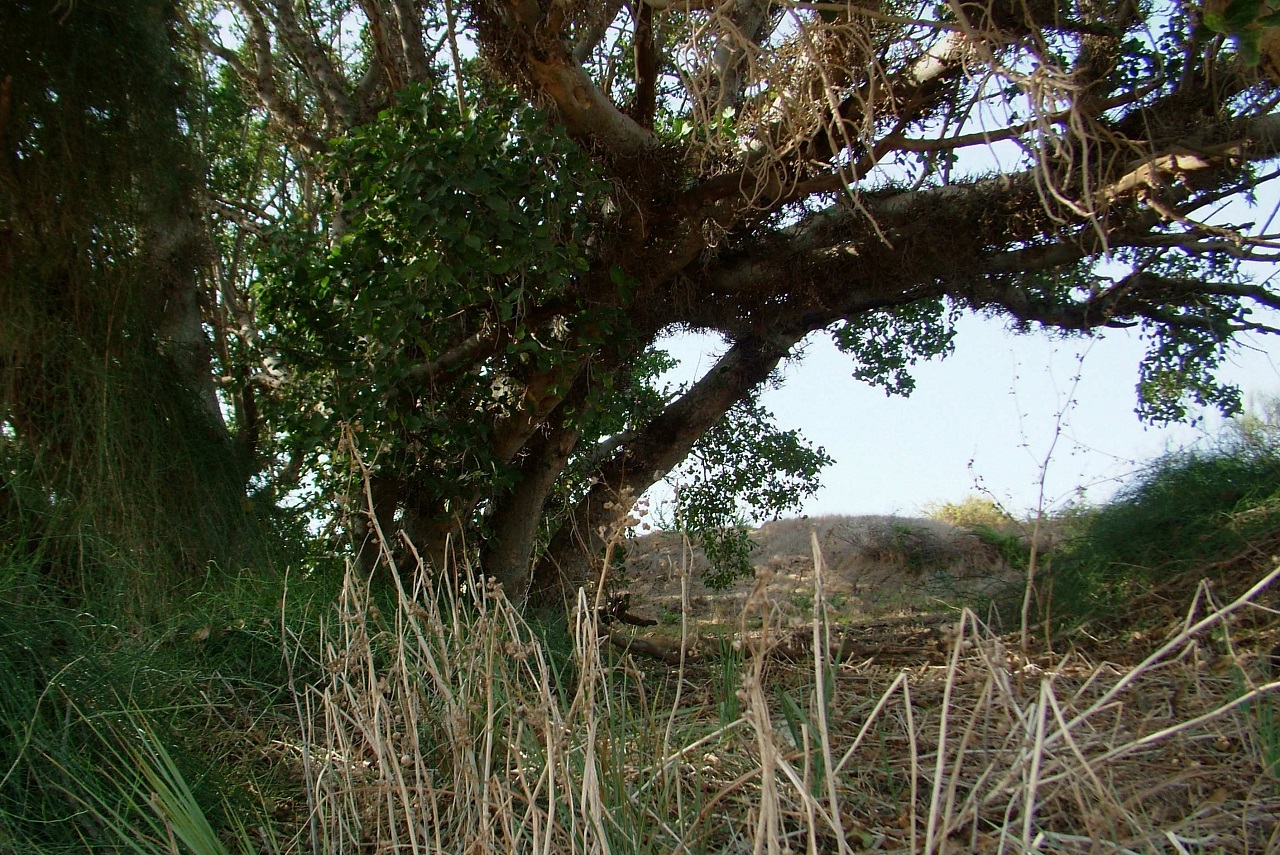 אל עצי השקמה העתיקים שבין ניצנים לפלמחים