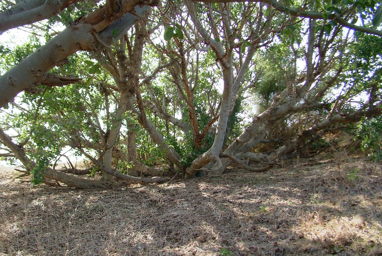 אל עצי השקמה העתיקים שבין ניצנים לפלמחים