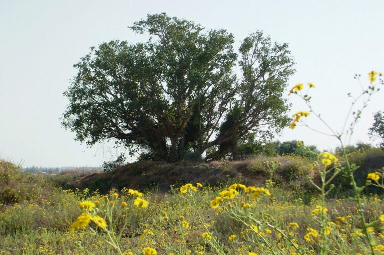 אל עצי השקמה העתיקים שבין ניצנים לפלמחים