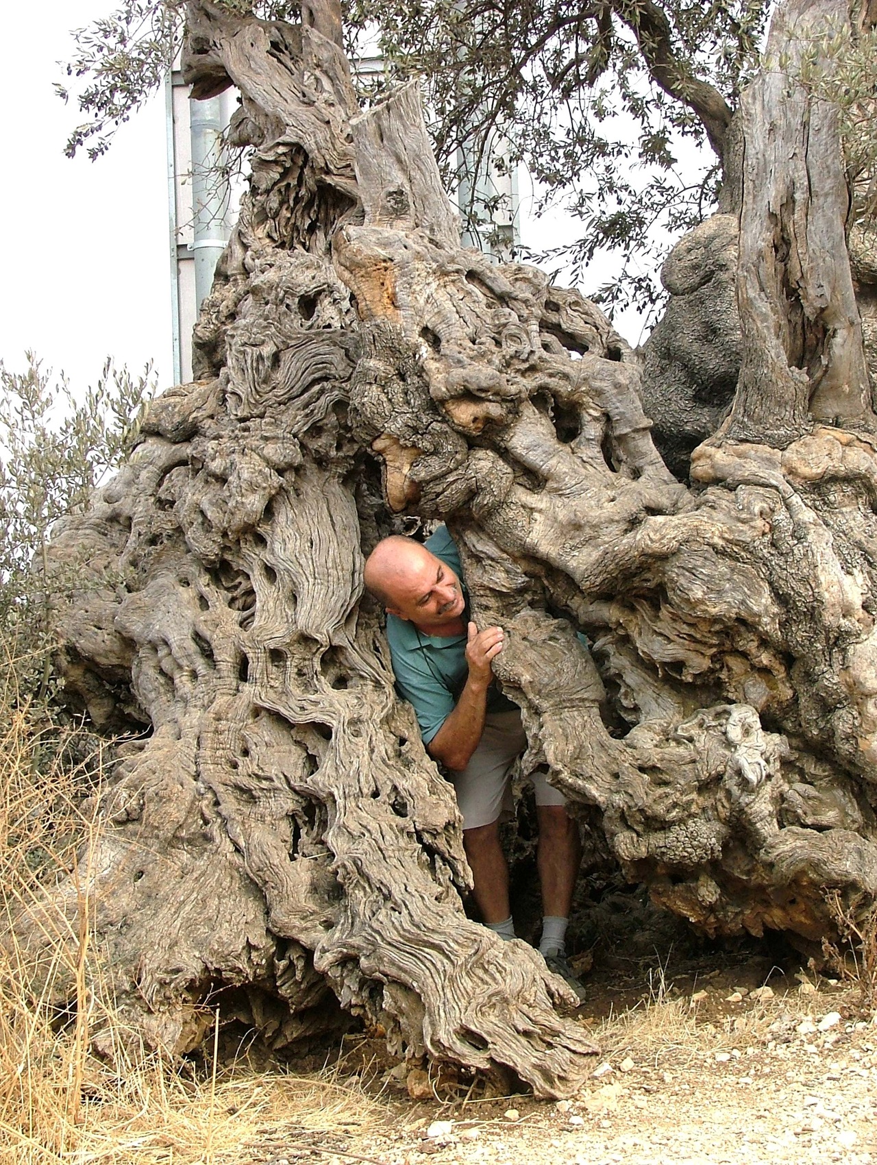 טיול לסופ"ש: אל המסיק ומסע בזמן בכרמי הזיתים