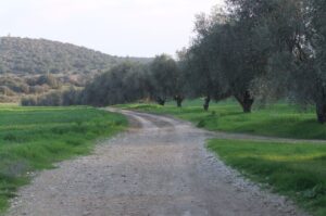 טיול לסופ"ש: אל המסיק ומסע בזמן בכרמי הזיתים
