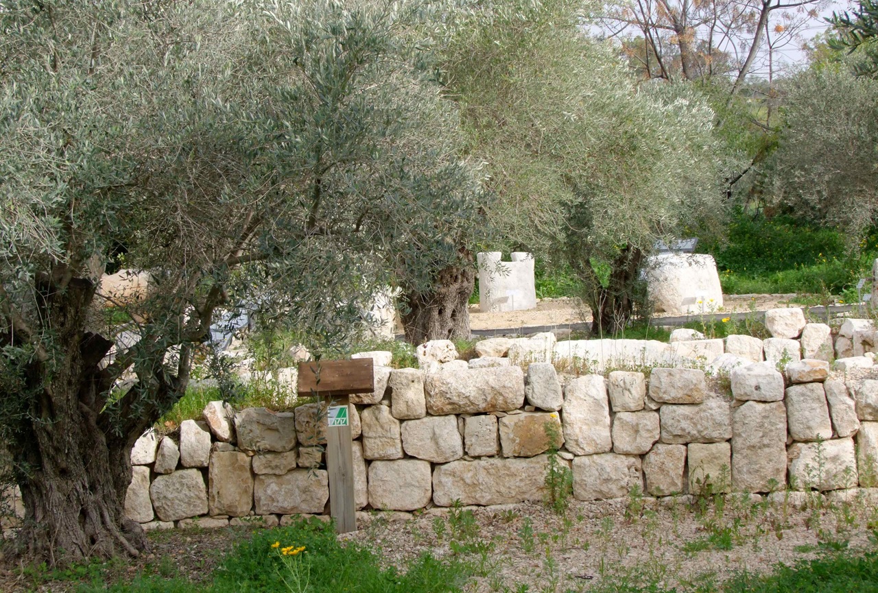 טיול לסופ"ש: אל המסיק ומסע בזמן בכרמי הזיתים