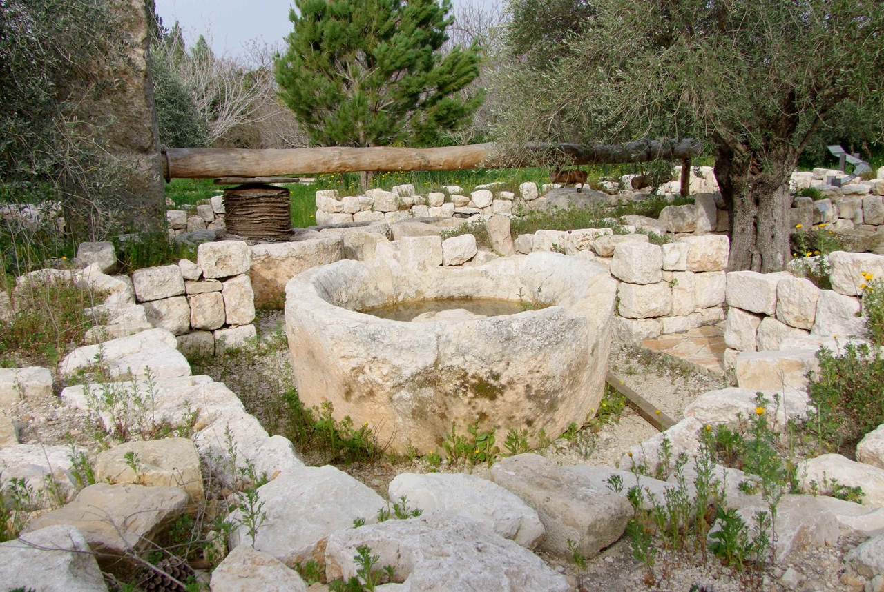 טיול לסופ"ש: אל המסיק ומסע בזמן בכרמי הזיתים