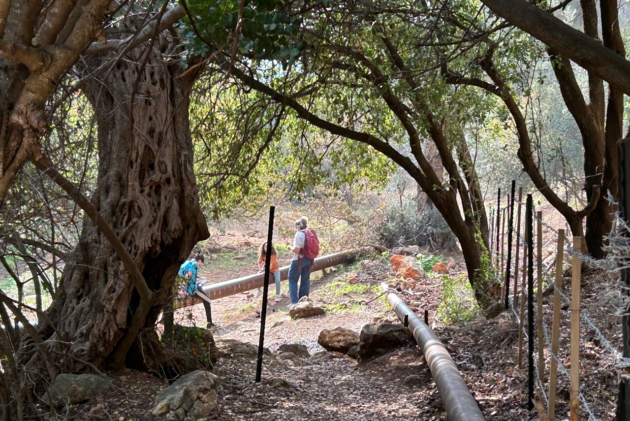 מפל מים חבוי, כמעט סודי, מופיע אחר הגשם בסמוך לאחד מעיקולי כביש 866, מרחק הליכה מן הדרך לצפת. טיול לסטלבטנים וגם למטיבי לכת