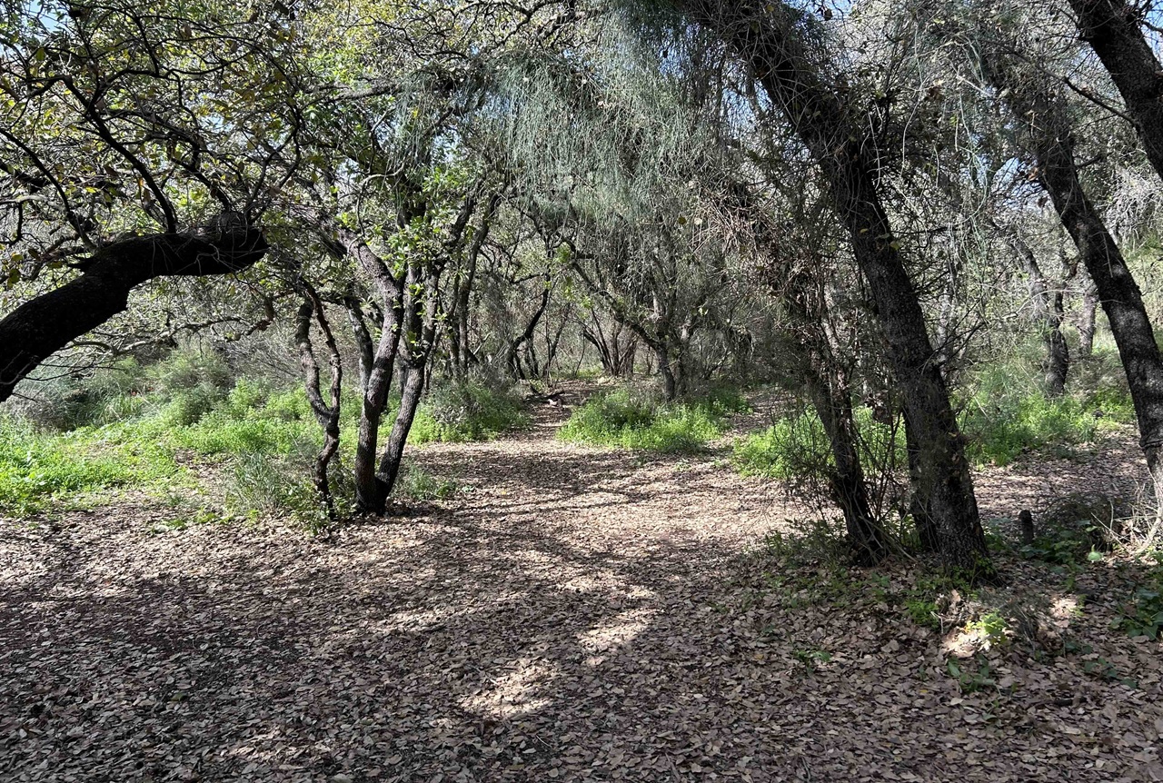 שילוב בין עצים בוגרים, סבך נמוך וקרחות יער קטנות יוצר תחושה של יער צפוף יותר מאלה שמוכרים לנו ממרכז הארץ