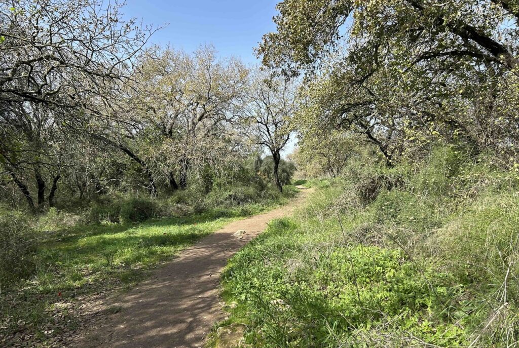 שמורת אלוני יצחק נמצאת בדרום רמות מנשה, לא רחוק מן הישוב גבעת עדה, ומסלול הטיול בתוכה קל, מעגלי, ומאוד מתאים למשפחות ולמי שמחפש בריחה קצרה לטבע