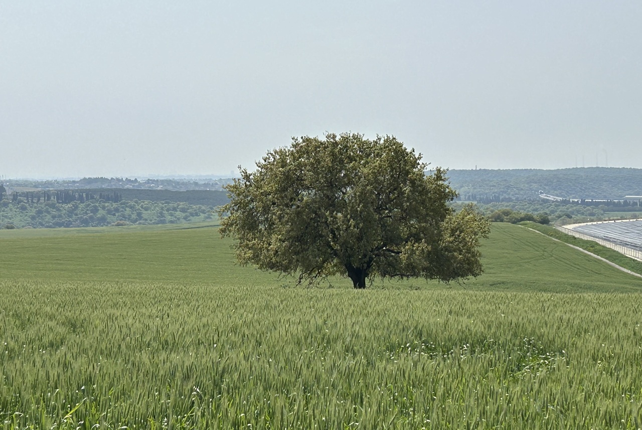 בלב השדות, מתנשא עץ אלון תבור עתיק ומרשים אשר מוכר למטיילים באזור כ"עץ האלון הבודד" או "האלון הענק". כאן נדמה כאילו הזמן עומד מלכת והצליל היחיד שמתחרה בציוץ הציפורים הוא רחש רוח אביבית שלוחשת בין הענפים.