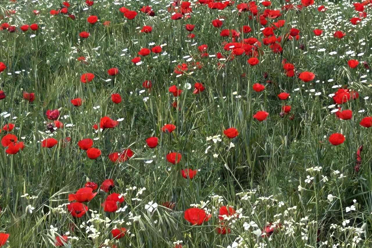 ארבעה עלי כותרת עדינים וגדולים צומחים כשהם מקומטים לפני הפריחה ומתיישרים בעת פתיחת הפרח. צבעם אדום עז ובבסיסם בולט כתם שחור גדול ששוליו לבנים. זה סימן ההיכר שמייחד את הפרג בין פרחי השדה האדומים האחרים.