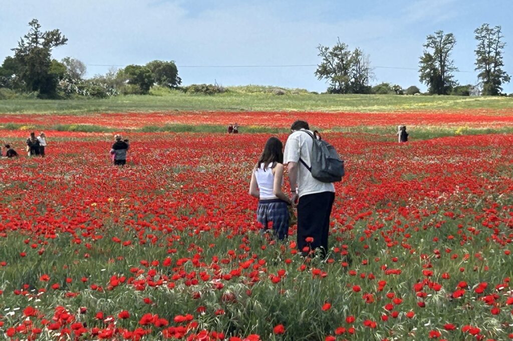 שדה פרגים נהדר פורח בימים אלה בתפר שבין רחובות לנס ציונה לאורך שביל כורכר שמוביל אל גבעת החרובים.