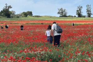 שדה פרגים נהדר פורח בימים אלה בתפר שבין רחובות לנס ציונה לאורך שביל כורכר שמוביל אל גבעת החרובים.