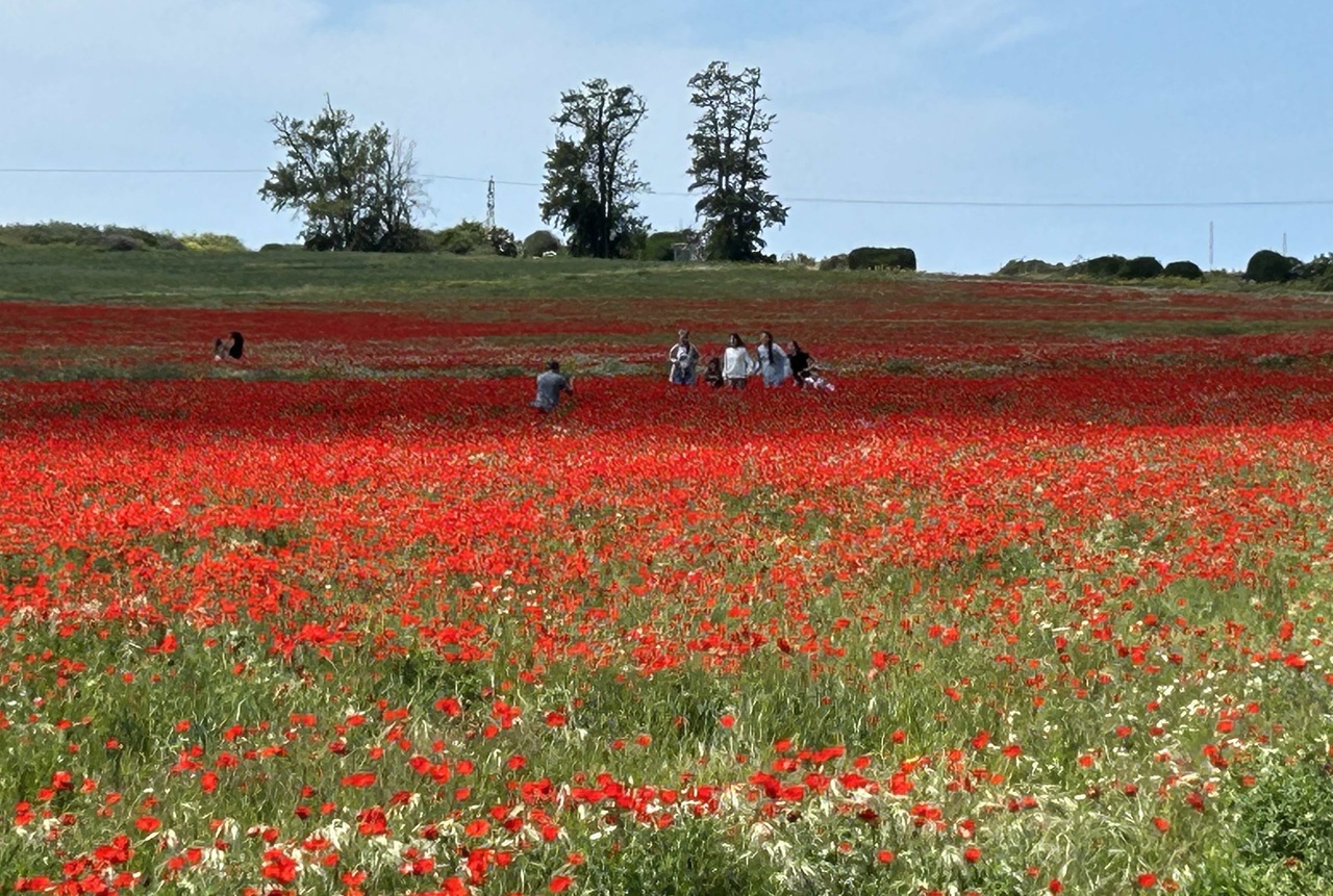 אפשר להגיע אל שדות הפרג שלאורך שביל הכורכר עם כל סוגי הרכב