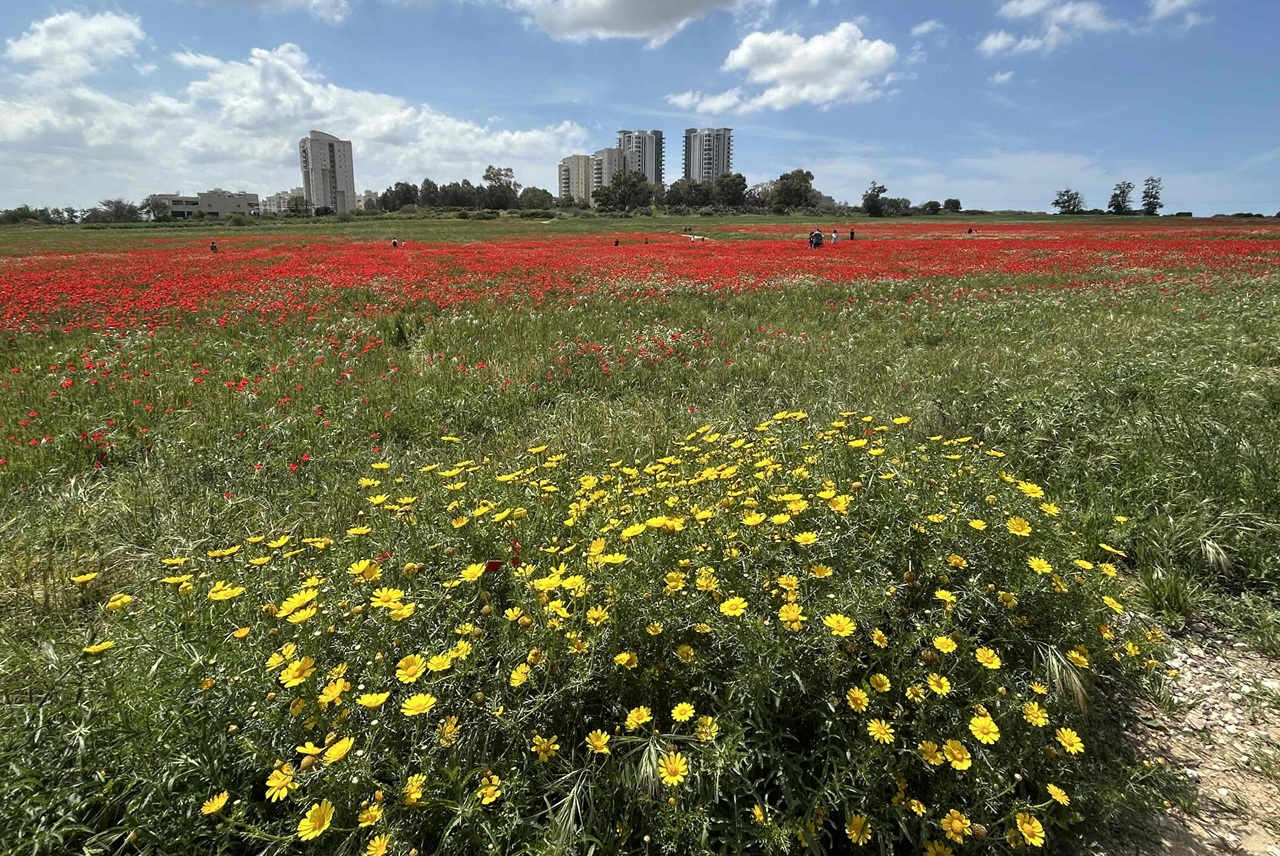 הניגוד בין כתמי האדום לבין הרקע הירוק-צהוב של השדות שמסביב הוא אחד המחזות הצבעוניים ביותר שניתן לראות בשפלת יהודה כעת,