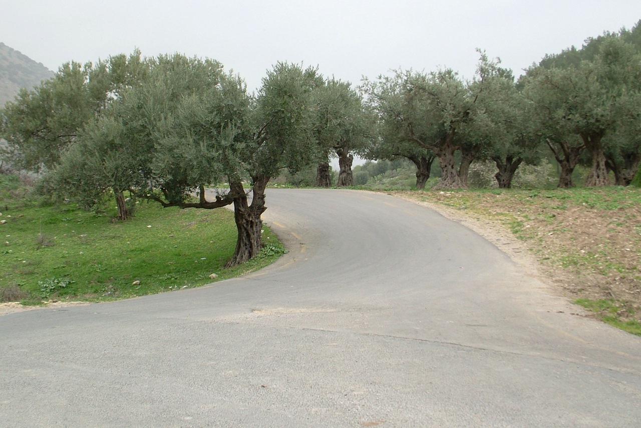 מסלול נהיגה הררי בין יער ביריה, ריחאניה, נחל דישון ומצודת כ"ח