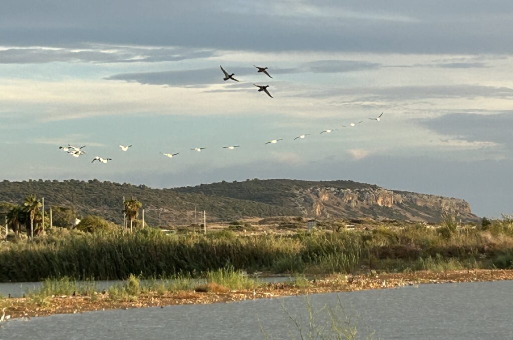 שמורת שפך נחל דליה, המכונה גם 'הדיפלה הצפונית', משתרעת על פני 171 דונם במישור חוף הכרמל